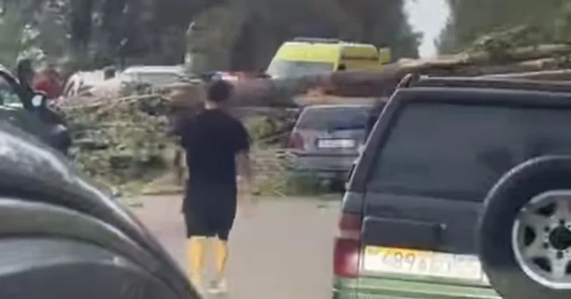 Упавшее дерево повредило автомобили и ранило людей в Алматинской области