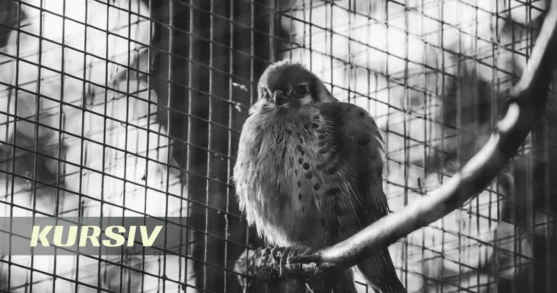Осудили карагандинцам, который держал дома 35 редких птиц,