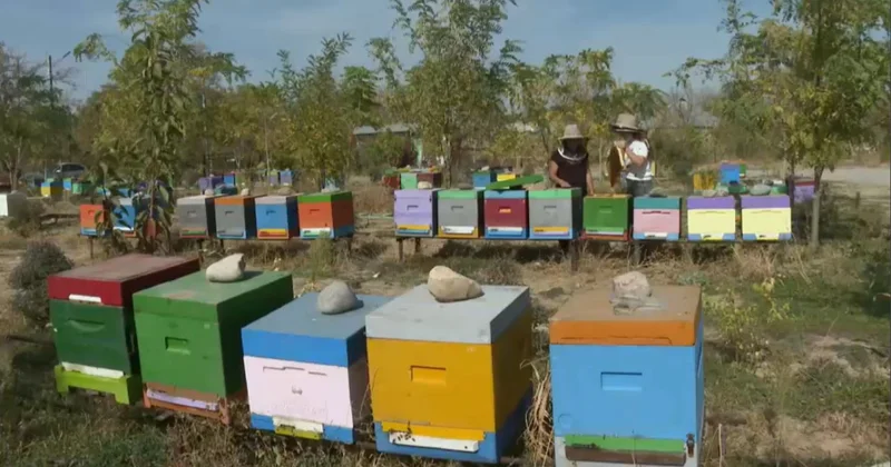 Отандық балға сұраныс жоғары