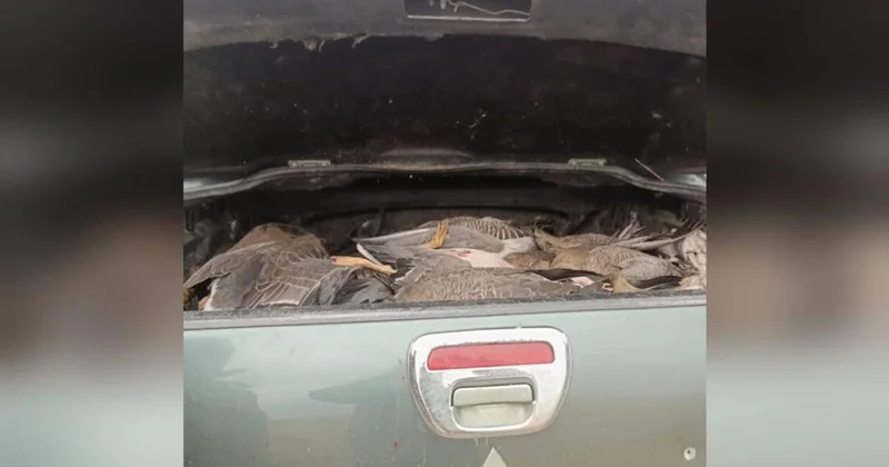 В отношении астанчанина начали расследование из за 33 гусей