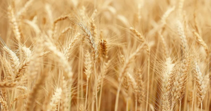 Агроном XXI века: как технологии помогают вырастить урожай