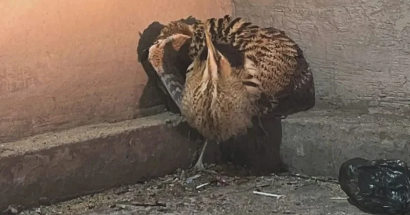 Редкую птицу нашли на автомойке жители Мангистау