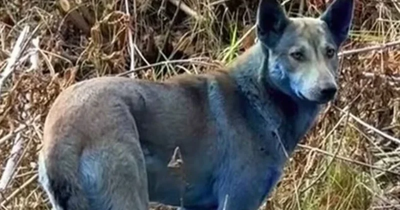 Синие собаки были замечены в Чернобыле