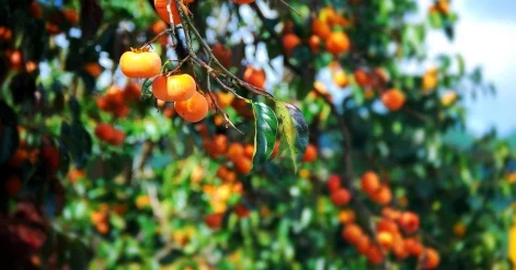 Раскрыты неожиданные свойства хурмы