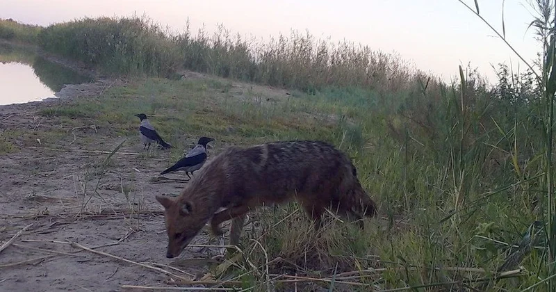 Шибөрі шабуылы: Атырау облысында үш адам зардап шекті