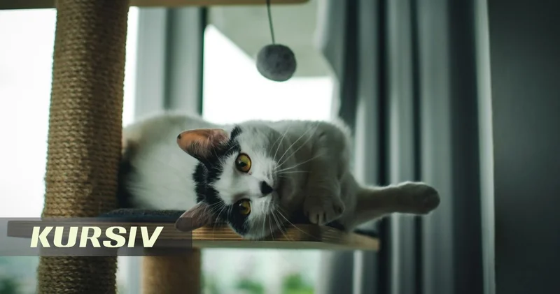 New study reveals cats were domesticated later than believed