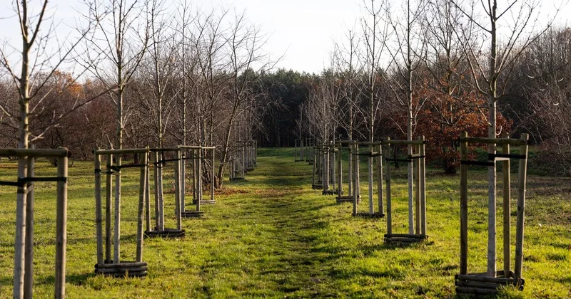С мыслью о будущем: в регионах Казахстана увеличивают площади зеленых насаждений