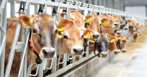 Правила субсидирования племенного животноводства изменились в Казахстане