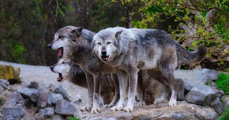На нашествие волков пожаловались жители области Абай (видео)