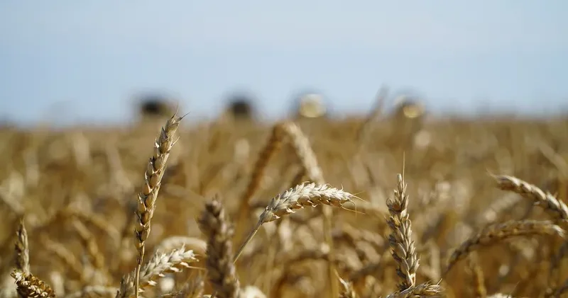 Үкімет астық экспортын қолдауға қосымша 7 млрд теңге бөлді