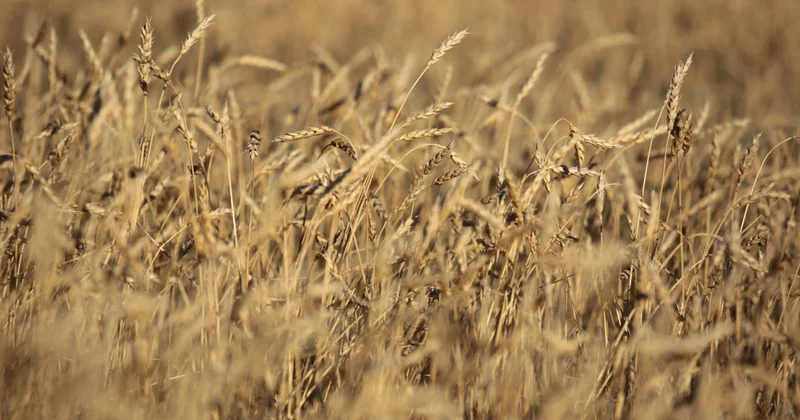 Правительство выделило дополнительные 7 млрд тенге на поддержку экспорта зерна