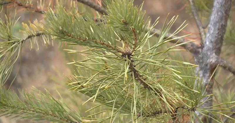 Қарағанды облысында қылқан жапырақты ағаштарды қорғау күшейтіледі