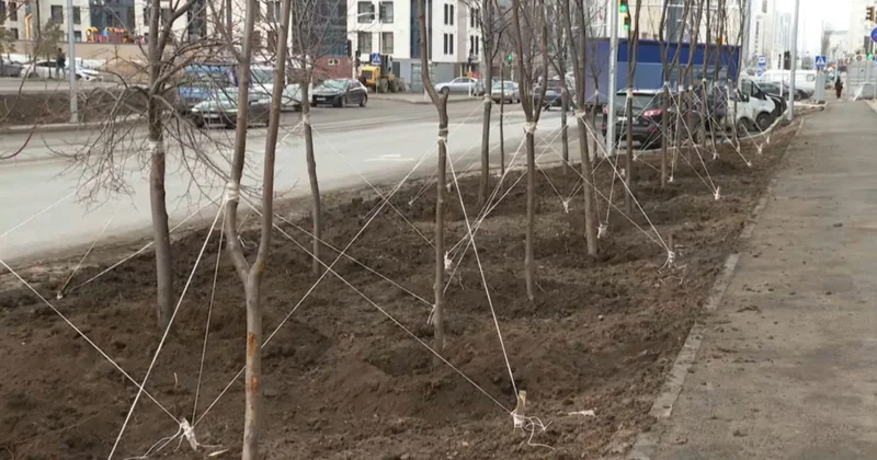 Елордада жылына 60 мың көшет егіледі