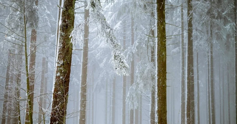 Туманы и усиление ветра прогнозируют синоптики в Казахстане 28 ноября