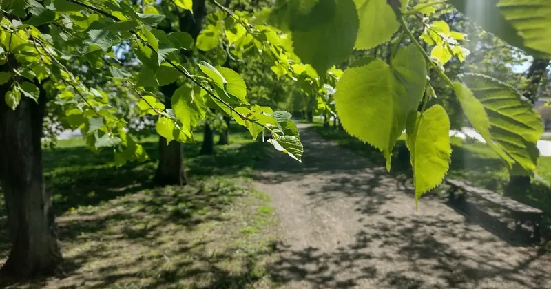 Минимальная пенсия за полгода уходит на одну липу из Польши депутат раскритиковал закупку дорогих деревьев