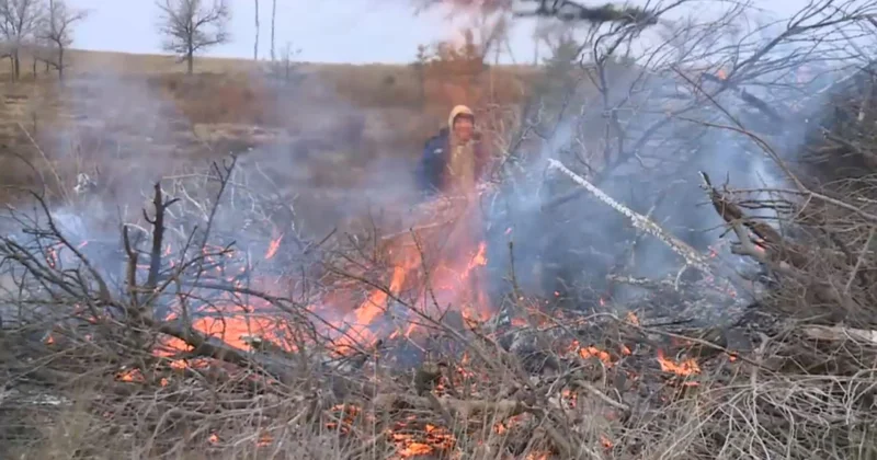 Қарағанды облысында орманды санитарлық тазалау басталды