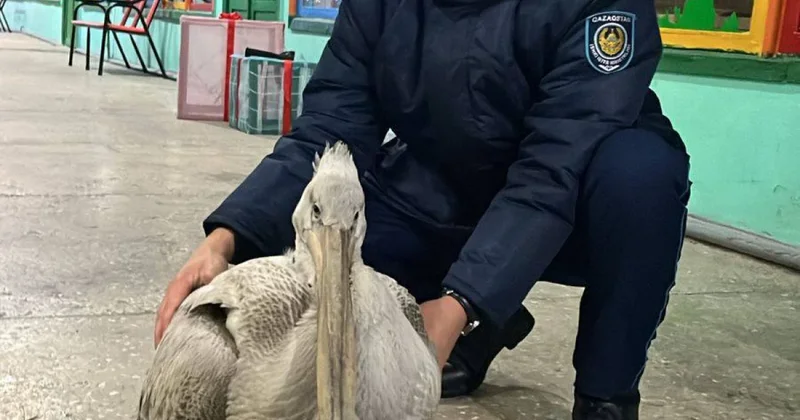 В Семее редкого краснокнижного пеликана передали полиции для оказания помощи