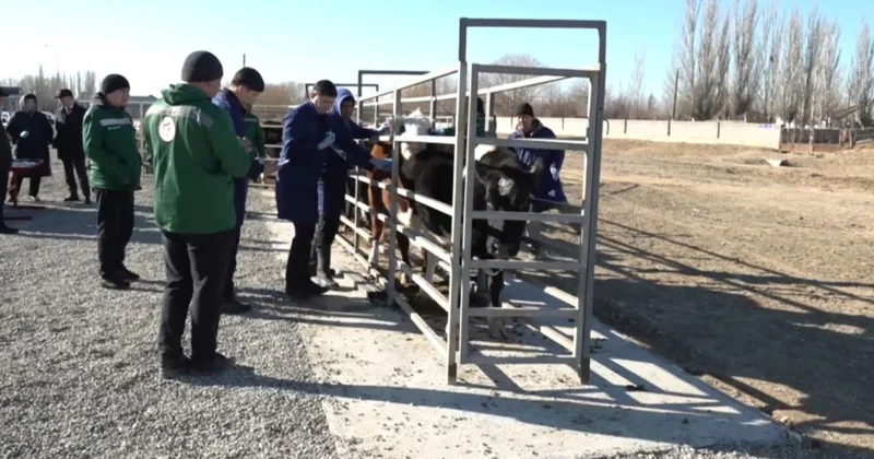 Сауран ауданында ветеринария саласы цифрландырылды