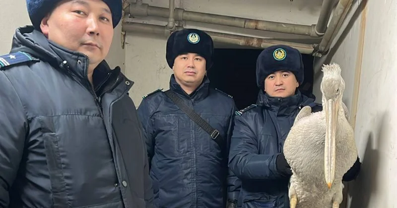 Редкого пеликана, занесённого в Красную книгу, спасли жители Семея