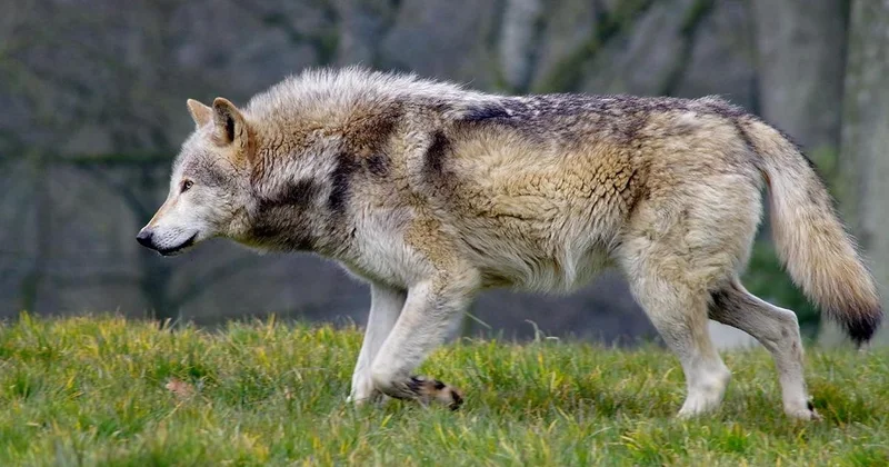 Волк вырвался из вольера в зоопарке в Японии