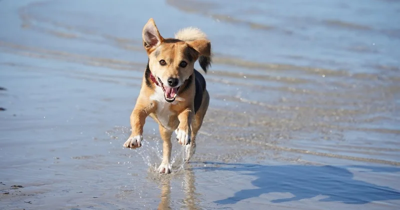 Как казахстанская дворняжка усыновила российского туриста