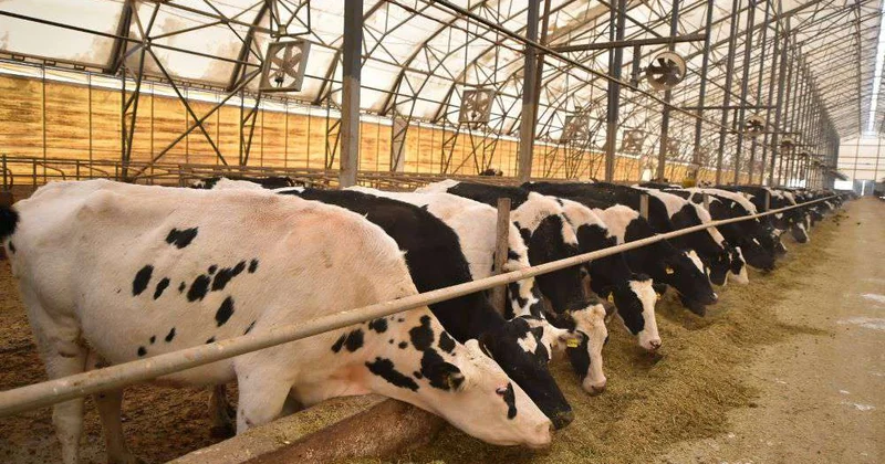 Учет животных: выявлены расхождения