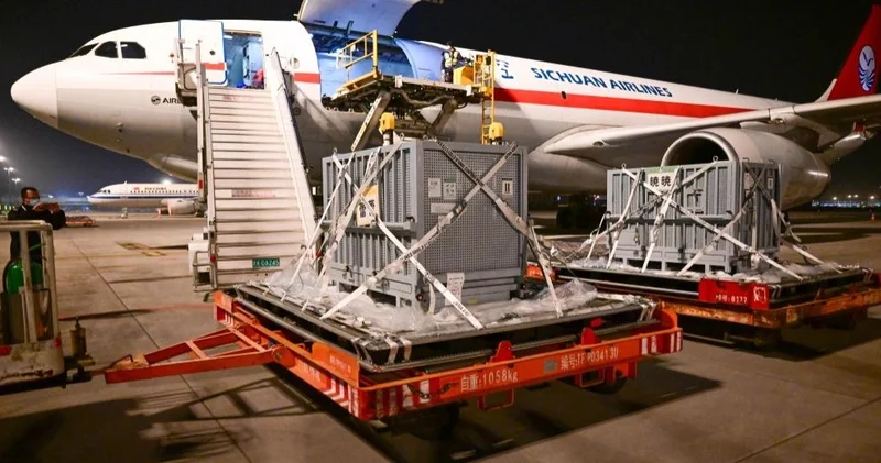 Егіз алып панда Жапониядан Қытайға оралды