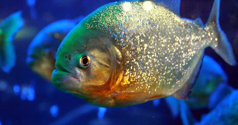 Не менее десяти отдыхавших на реке людей пострадали от укусов пираний