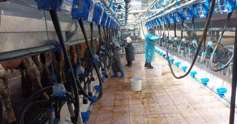 Племенные нетели доставлены самолетом