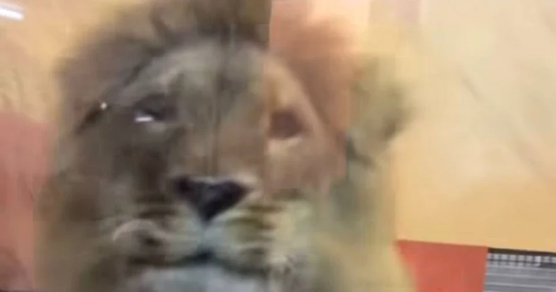 Бьет лапой по стеклу: нетипичное поведение льва объяснили в зоопарке Алматы