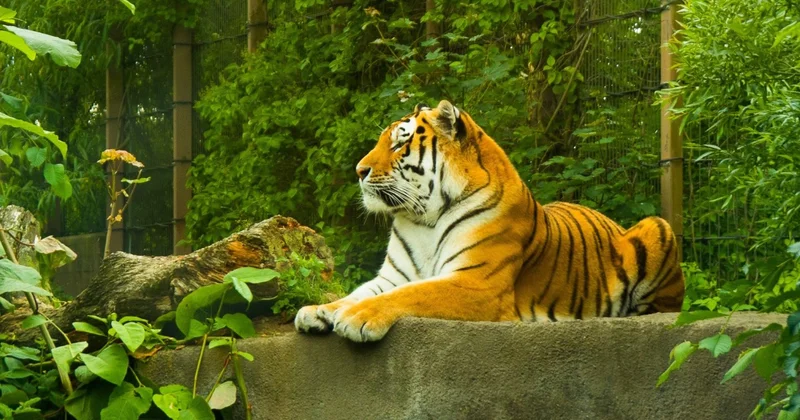 Из тайги в степь: краснокнижных амурских тигров переселят в Казахстан