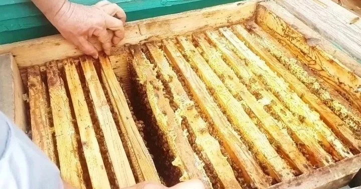 Қазақстанның бал экспорты: статистика не дейді