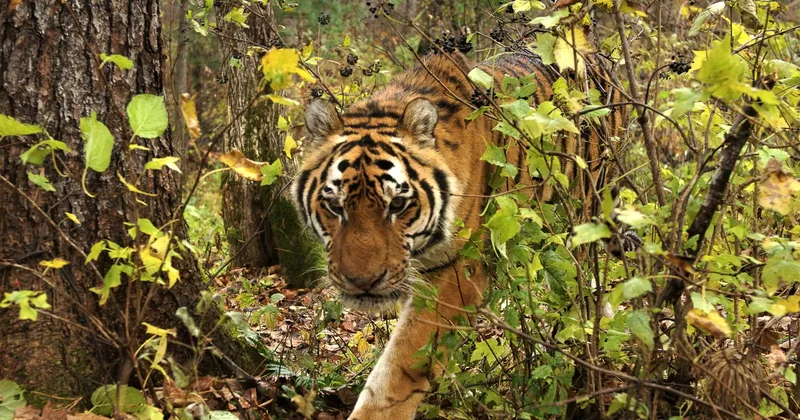 Ресейден Қазақстанға жіберілетін жолбарыстар қалай іріктеліп жатыр