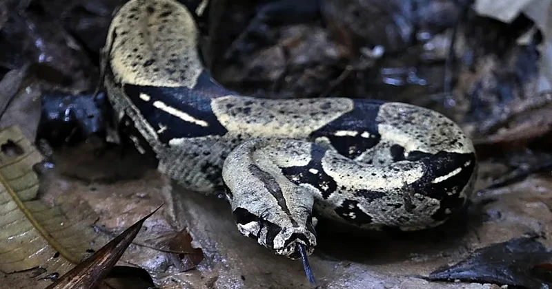 Италияның Бари қаласында жасырын жыландар қорығы табылды