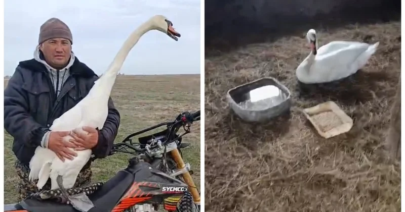 Батыс Қазақстанда ауыл тұрғыны жаралы аққуды даладан тауып алды