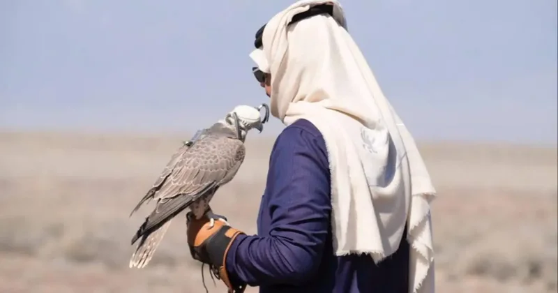 Соколов балобанов выпустили в дикую природу в Жетысуской области