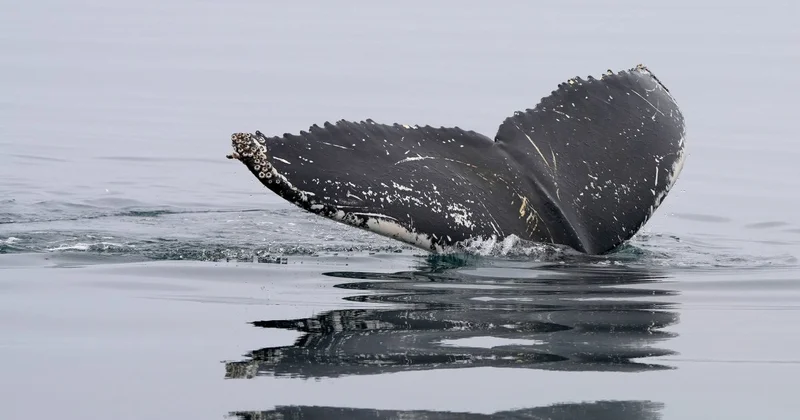 Горбатый кит снова застрял на мели в Висмарской бухте