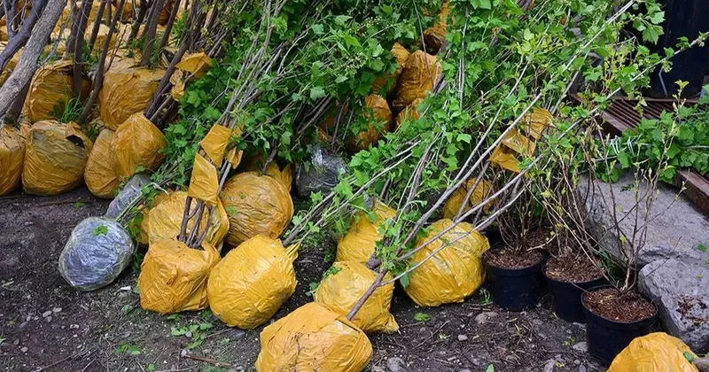 Собственный питомник саженцев появится в Алматы