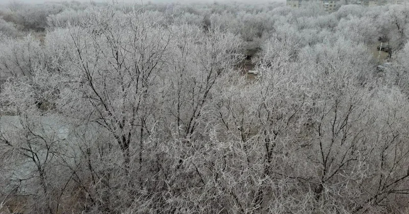 Зелень за зелень