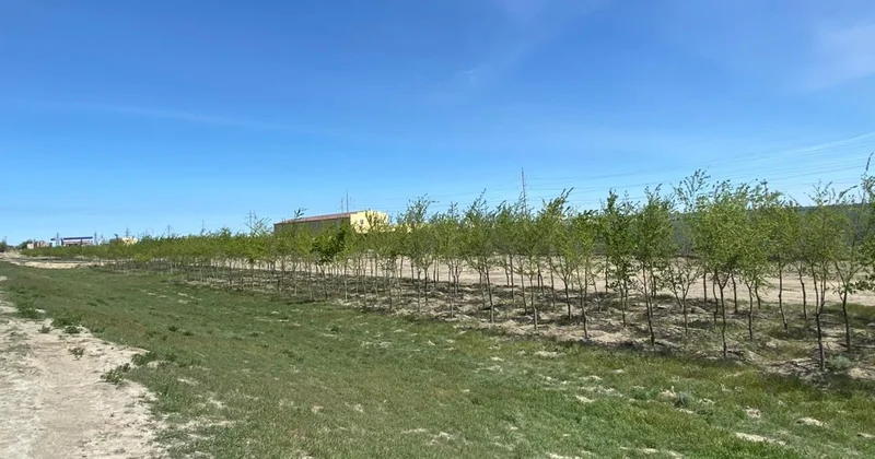 Атырауда жасыл желектер есепке алынбаған, дендрологиялық жоспар жасалмаған