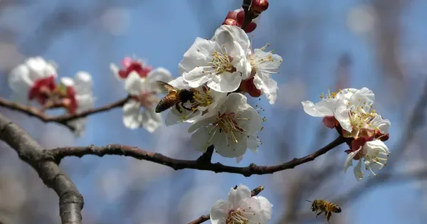 Синоптиктер болжамы: Үсік пен ыстық қатар келеді