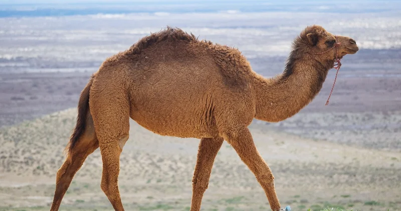 В Кызылординской области спасли упавшего в канал верблюжонка