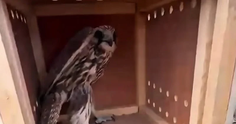 Конфискованных птиц выпустили на волю в РК