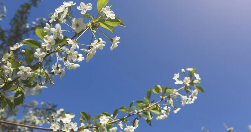 Қазақстанға жылу оралады, кей жерлерде жаңбыр жауады: 29 сәуірге арналған ауа райы болжамы