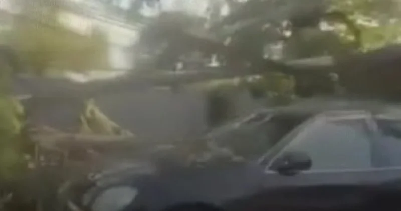 Алматыда ағаш көліктің үстіне құлап, электр желілерін зақымдады