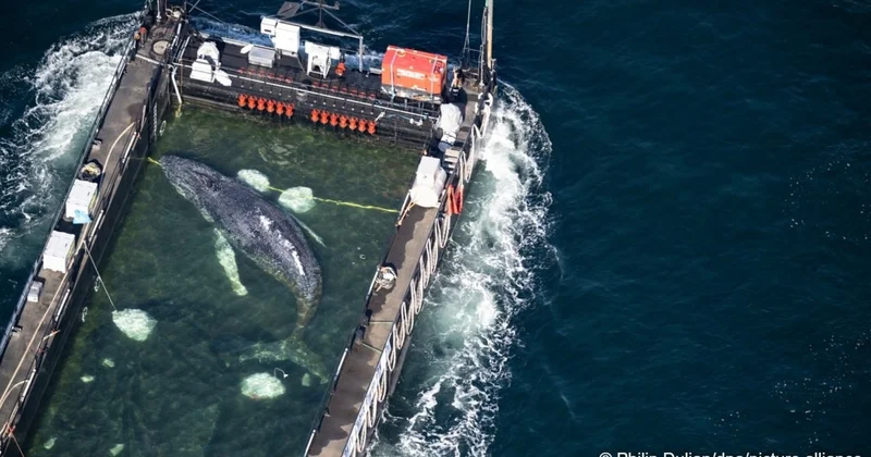 Германияда құтқарылған өркешті кит Тимми жаңа мекенге жол тартты