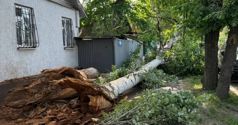 Огромное дерево едва не придавило людей и поцарапало машины при падении в Алматы