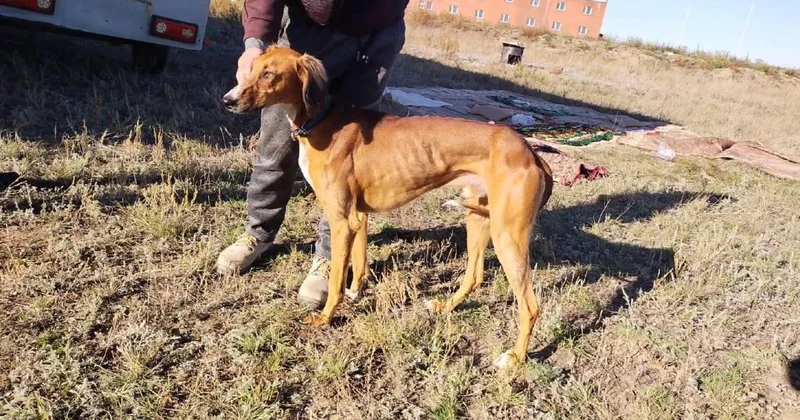 Балқаштың қазақ тазысы Түркиядағы халықаралық этнофестивальде көпшіліктің зор ықыласына бөленді