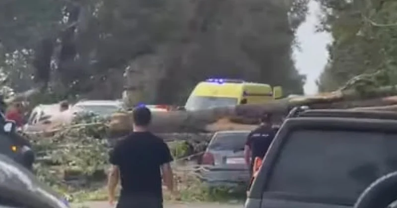 Дерево упало на людей в Алматинской области: одна женщина погибла, среди пострадавших ребёнок