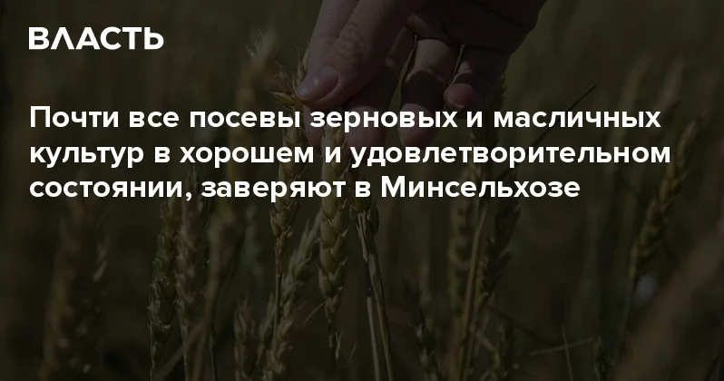 Почти все посевы зерновых и масличных культур в хорошем и удовлетворительном состоянии, заверяют в Минсельхозе Аналитический интернет журнал Власть